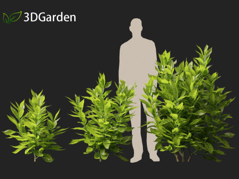 Aucuba japonica - Spotted laurel 3D Модель