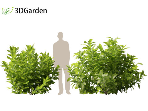 Aucuba japonica - Spotted laurel 3D Модель