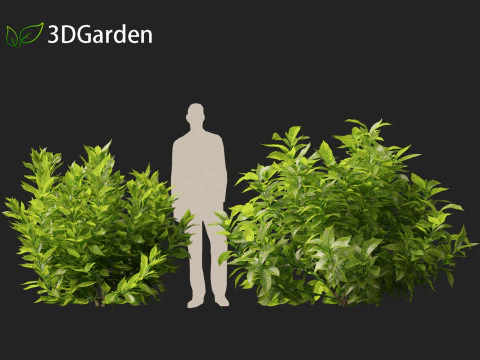 Aucuba japonica - Spotted laurel 3D Model