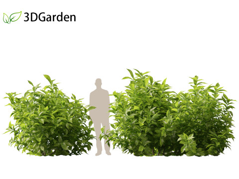 Aucuba japonica - Spotted laurel 3D Модель