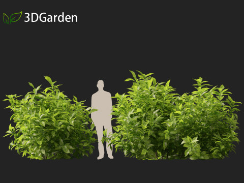 Aucuba japonica - Spotted laurel 3D Модель
