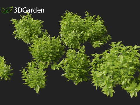 Aucuba japonica - Spotted laurel 3D Модель