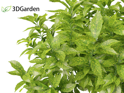 Aucuba japonica - Spotted laurel 3D Модель