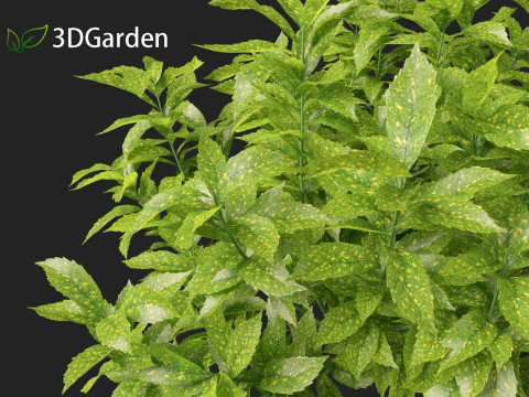 Aucuba japonica - Spotted laurel 3D Модель