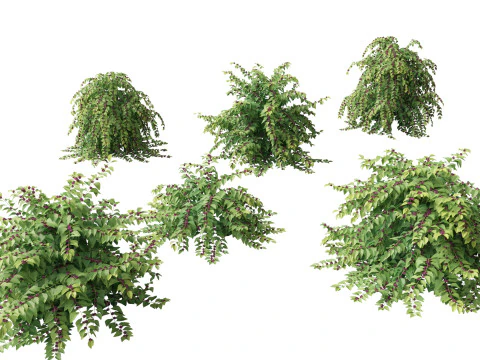 Callicarpa americana - Beautyberry 3D Model