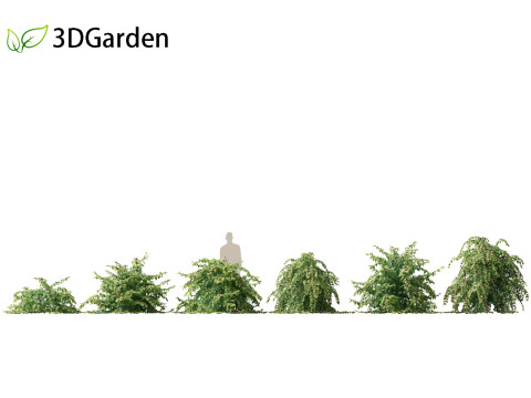 Callicarpa americana - Beautyberry 3Dモデル
