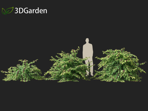Callicarpa americana - Beautyberry 3Dモデル