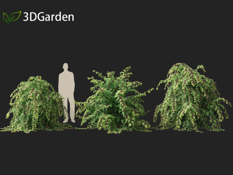 Callicarpa americana - Beautyberry 3Dモデル