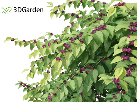Callicarpa americana - Beautyberry 3Dモデル