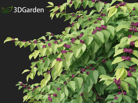 Callicarpa americana - Beautyberry 3Dモデル