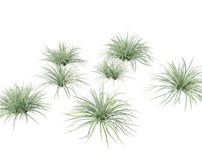 Carex morrowii Ice Dance - Variegated Sedge Modelo 3D .c4d .max .obj .3ds .fbx .stl .blend 