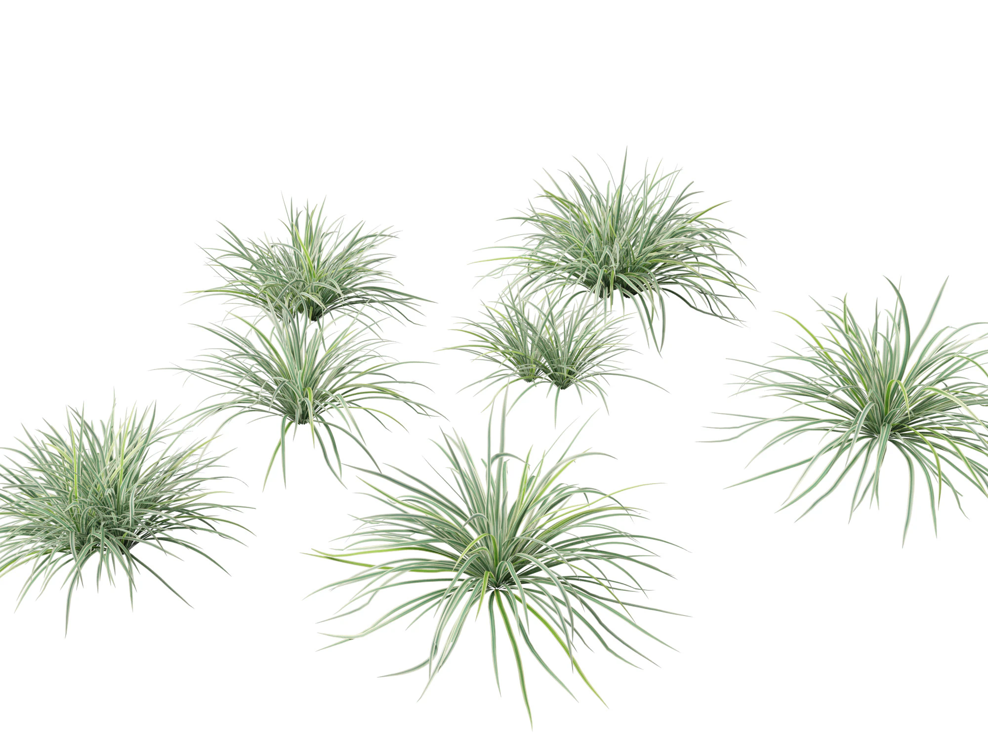 Carex morrowii Ice Dance - Variegated Sedge 3D Model .c4d .max .obj .3ds .fbx .stl .blend 