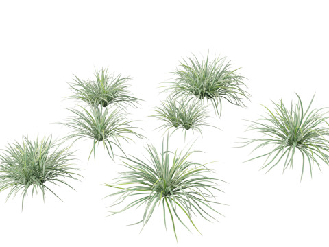 Carex morrowii Ice Dance - Variegated Sedge 3D मॉडल