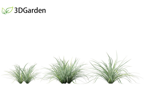 Carex morrowii Ice Dance - Variegated Sedge Modelo 3D
