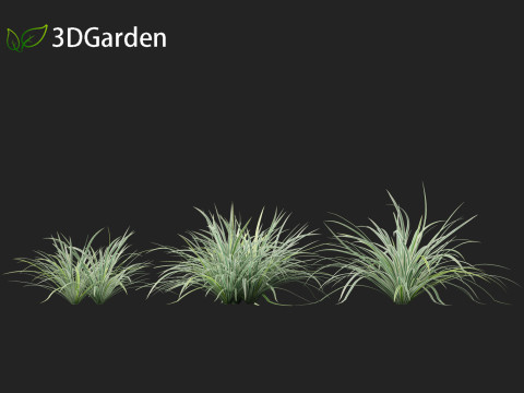 Carex morrowii Ice Dance - Variegated Sedge Modelo 3D