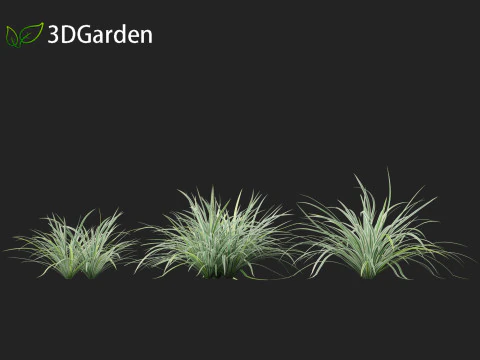Carex morrowii Ice Dance - Variegated Sedge 3D Model