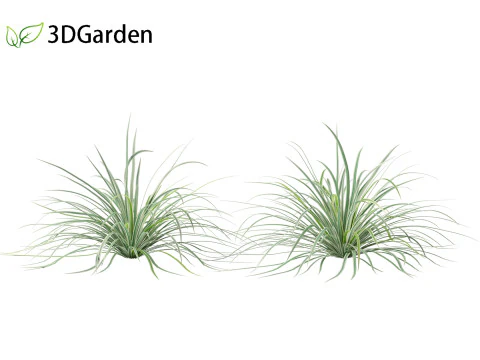 Carex morrowii Ice Dance - Variegated Sedge 3D Model