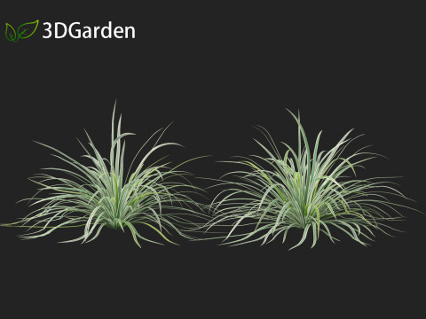 Carex morrowii Ice Dance - Variegated Sedge Modelo 3D