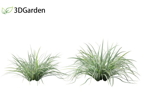 Carex morrowii Ice Dance - Variegated Sedge 3D Model