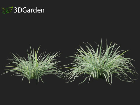 Carex morrowii Ice Dance - Variegated Sedge 3D Model