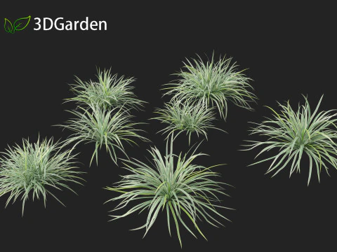 Carex morrowii Ice Dance - Variegated Sedge 3D Model