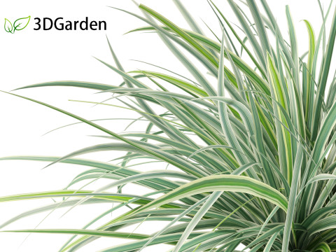 Carex morrowii Ice Dance - Variegated Sedge Modelo 3D