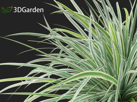 Carex morrowii Ice Dance - Variegated Sedge 3D Model