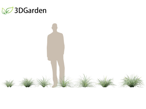 Carex morrowii Ice Dance - Variegated Sedge Modelo 3D