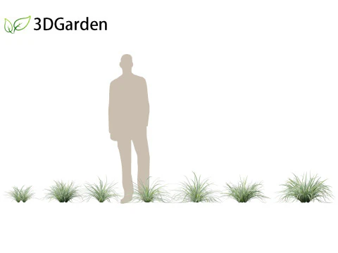 Carex morrowii Ice Dance - Variegated Sedge 3D Model