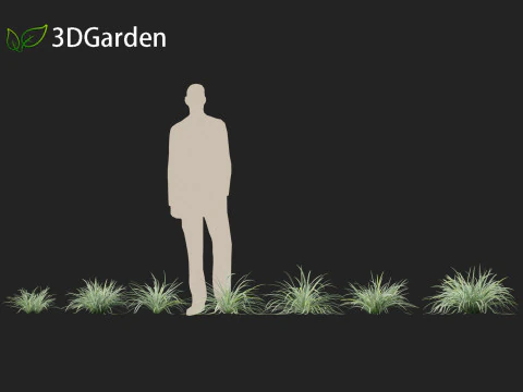 Carex morrowii Ice Dance - Variegated Sedge 3D Model