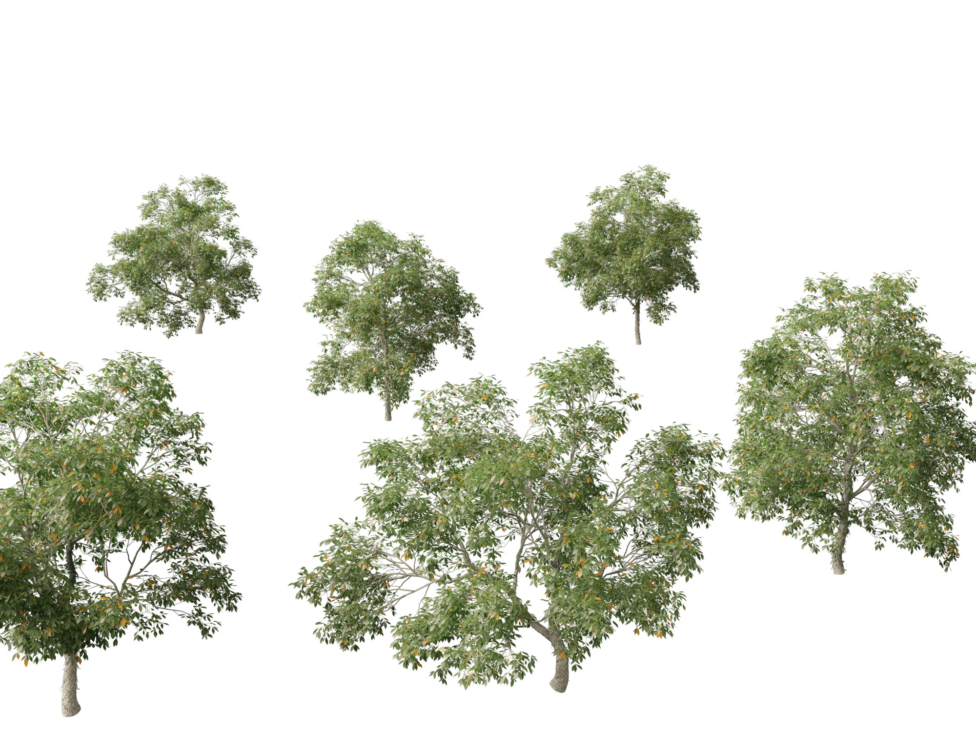 Carya ovata - Shagbark hickory 3D Model .c4d .max .obj .3ds .fbx .stl .blend 