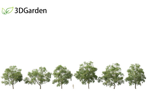 Carya ovata - Shagbark hickory 3D 모델