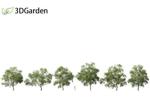 Carya ovata - Shagbark hickory 3D Model