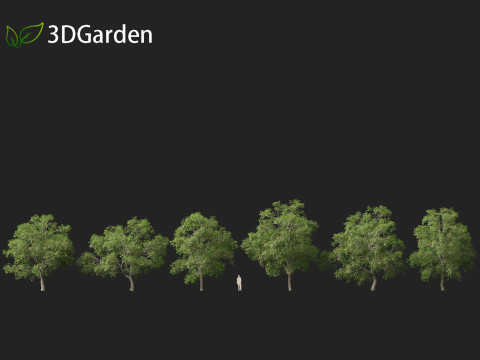 Carya ovata - Shagbark hickory 3D 모델