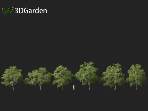 Carya ovata - Shagbark hickory 3D Model