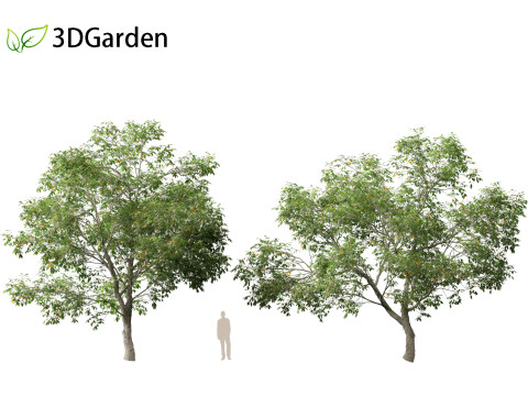 Carya ovata - Shagbark hickory 3D 모델