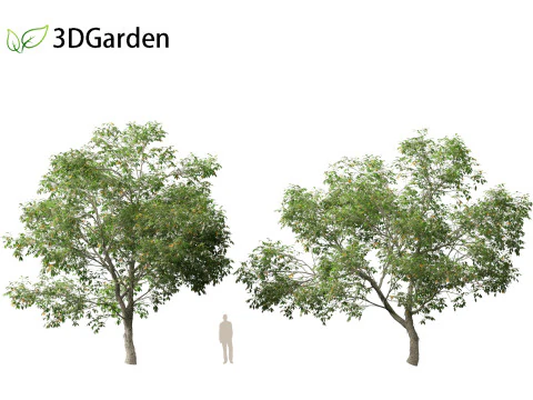 Carya ovata - Shagbark hickory 3D Model