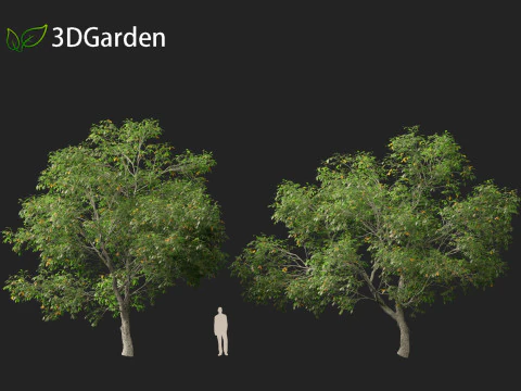 Carya ovata - Shagbark hickory 3D Model
