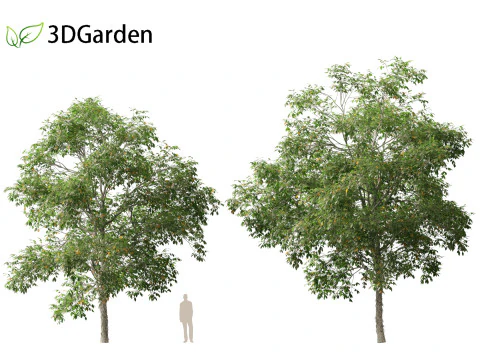 Carya ovata - Shagbark hickory 3D Model