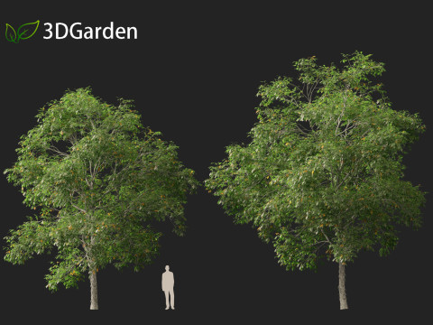 Carya ovata - Shagbark hickory 3D 모델