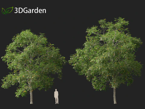 Carya ovata - Shagbark hickory 3D Model