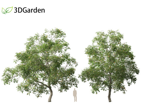 Carya ovata - Shagbark hickory 3D 모델