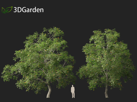 Carya ovata - Shagbark hickory 3D 모델