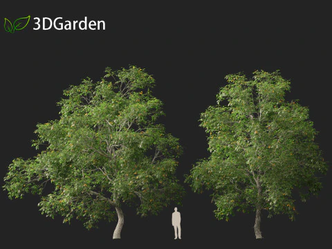 Carya ovata - Shagbark hickory 3D Model
