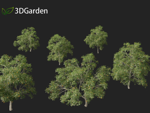 Carya ovata - Shagbark hickory 3D 모델