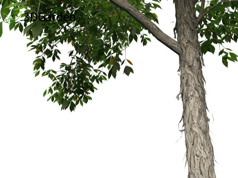 Carya ovata - Shagbark hickory 3D 모델