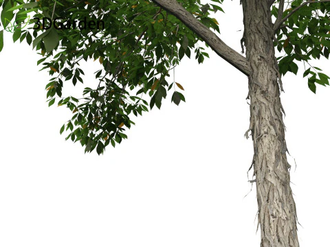 Carya ovata - Shagbark hickory 3D Model
