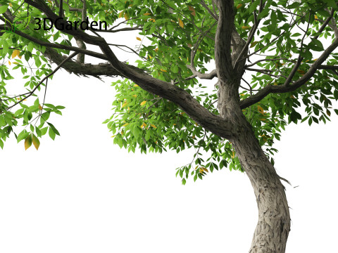 Carya ovata - Shagbark hickory 3D 모델