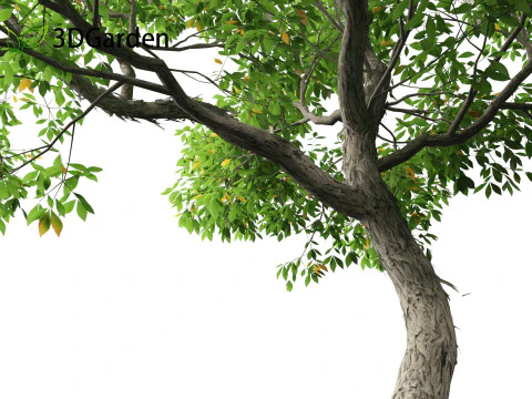 Carya ovata - Shagbark hickory 3D Model