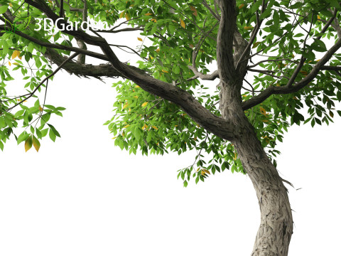 Carya ovata - Shagbark hickory 3D 모델